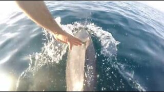 Dolphin greets man while swimming alongside boat