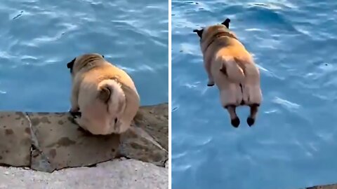 Pug Finds The Courage To Jump In The Pool