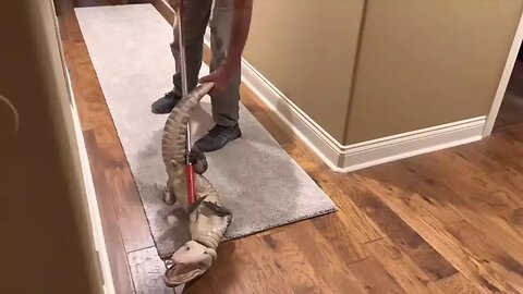 Alligator sneaks through dog door before being wrangled