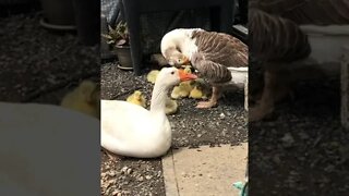 Geese and their goslings