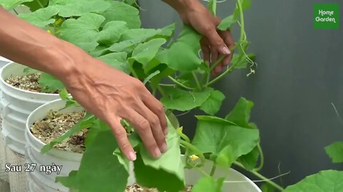 Growing Snow Leopard Melon,bear fruit all summer