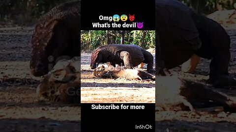 Omg 😱👹whats the devil 😈😨 #animals #omg #ua58sb