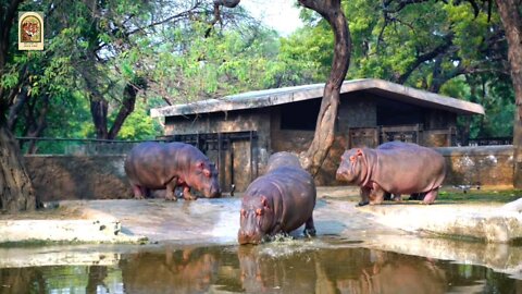 5 interesting facts about hippopotamus