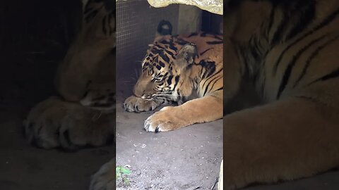 #333 DO YOU enjoy watching cats bathe? Max Tiger Enjoys Bathing in Aria's Den #shorts