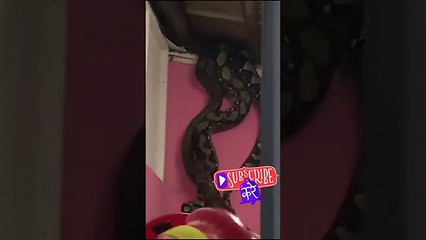 Watch Three Giant Snakes Fall Through Ceiling In Malaysia #shorts