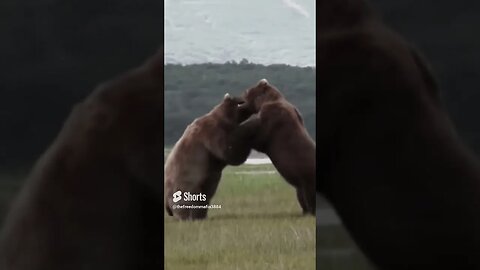 Teddy bears get into a scuffle #bears #fight #nature #wildlife #wrestle