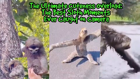 The Ultimate Cuteness Overload: The Best Sloth Moments Ever Caught on Camera