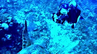 Gigantic sea turtle swims straight into scuba diver