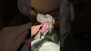 Ruining Ella’s yawn. |Cute| #shorts #viral #dog #pitbull