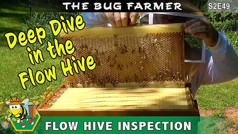 Flow Hive Inspection. Deep dive into the Yellow Flow Hive and a lot of bee stings. Time to harvest?