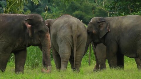 30 seconds of Elephants