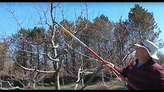 HOW TO PRUNE APPLE TREES WITH CENTRAL LEADER