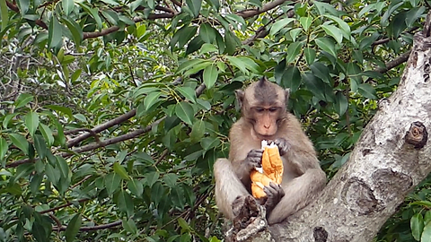 Cheeky Monkey Doesn't Want To Share His Sandwich