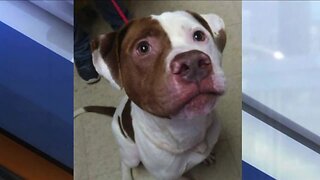 Dog spent 602 days in Ashtabula shelter before being adopted, now he needs new home