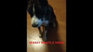 SPARKY WANTS A TREAT