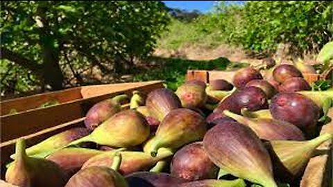 Japan Fig Farm and Harvest - Giant Fig Cultivation Technology