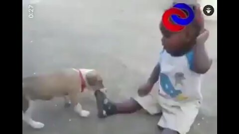funny dog baby and funny baby is fighting