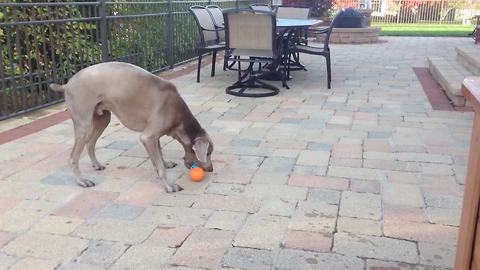 A Dog Can't Choose Between Two Balls