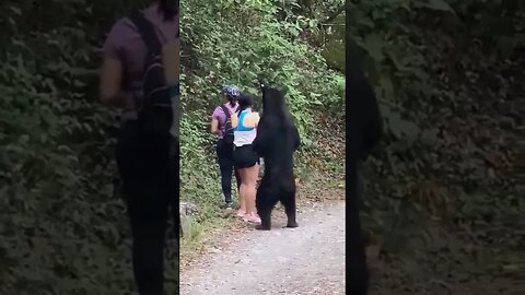 Tourists in Mexico Have Encounter With A Black Bear 😯🐻 🙏 #tiktok #youtubeshorts #trending