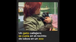 Un gato callejero se cuela en el recinto de lobos en el zoo de Moscú