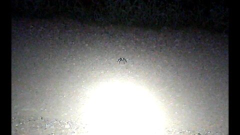 Wolf Spider Eye Shine at Night - HD Capture This Time