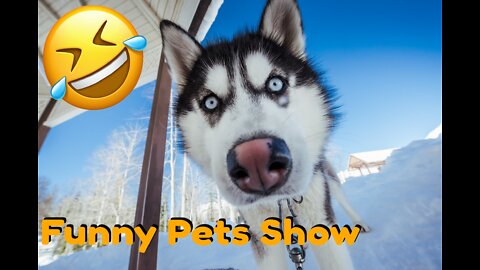 The funniest and craziest selection of Huskies | Funny videos with pets