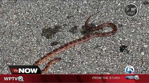 Rattlesnake bites two dogs in The Acreage