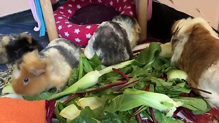 Guinea pigs lunch is served