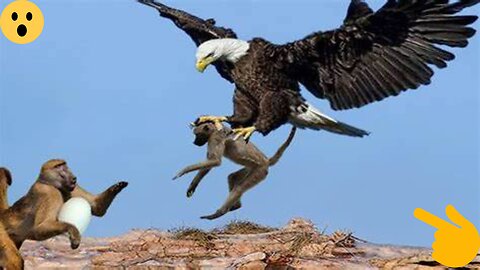 Stupid Act! The Entire Baboon Family Was Chased By An Eagle And The Ending Was Unexpected
