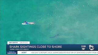 Several sharks spotted off of Torrey Pines State Beach