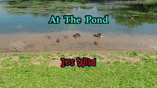 At The Pond