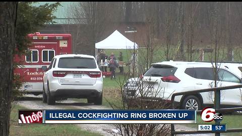 Illegal cockfighting ring broken up in Brown County, more than 100 birds seized