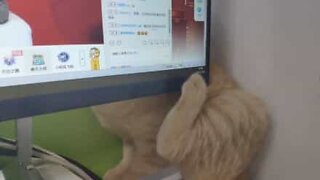 Cat tries to scratch itself with monitor in the way!