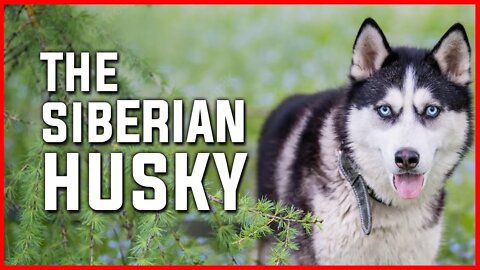 THE BRAVE PUPPY | THE SIBERIAN HUSKY | LOVELY DOG | BEAUTIFUL PET | DOG | SIBERIA | ANIMAL