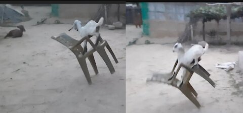 Little Cute Goat Baby High Jumping from Chair And Playing fun