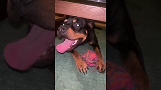 Cute Funny Rottweiler! 🐶 #shorts #short #viral #youtube #like