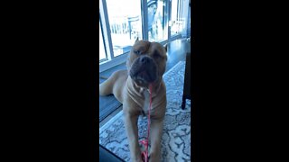 GIANT Pit Bull destroys his new toy!! 🦁🔊 So funny 😂