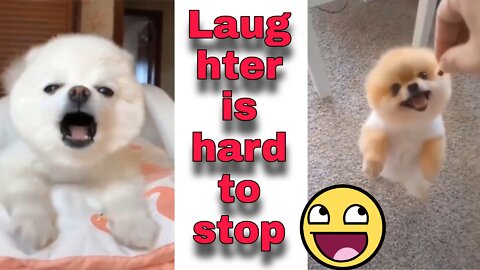 Laughter is hard to stop Cute Funny Dog's