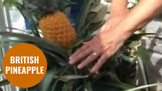 Green fingered pensioner has managed to grow a pineapple in the UK