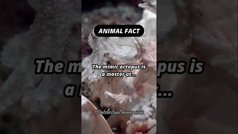 Animal Fact. #shorts #octopus #behavior #marine