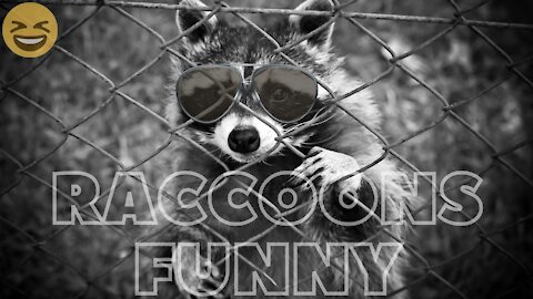 Raccoons funny