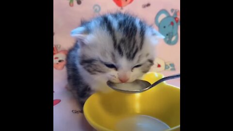 A cute baby cat drinking milk.