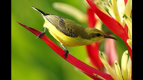 Beautiful Birds Singing And Relaxation For Rumble Tome