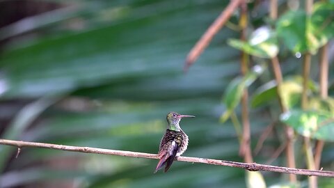 CatTV: Take your Cat To Belize - Rufous Tailed Hummingbird on a wire