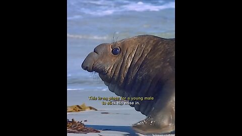 Elephant seals' fight