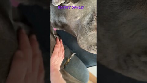 Great Dane smiles?!?! 🤣🤣 #love #shortsvideo #happy #dogs #like #dog #amazing #kids #viral #smile