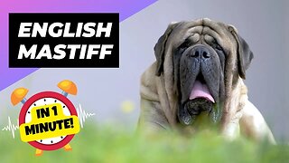 English Mastiff - In 1 Minute! 🐶 One Of The Biggest Dog Breeds In The World | 1 Minute Animals