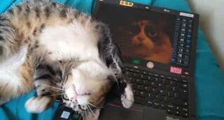 Gato arranca tecla ao computador do dono!