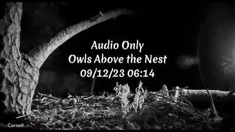 Audio Only-Owls Above the Nest 🦉 09/12/23 06:14