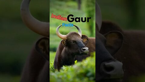 5 Epic Indian gaur Facts #indiangaur #gaurs #wildlife